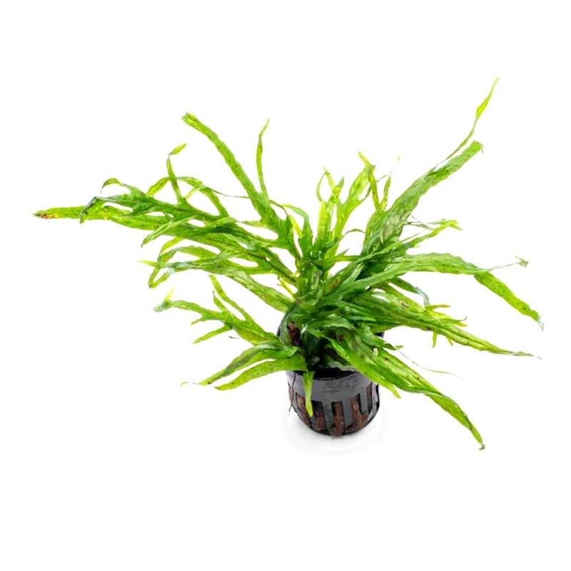 Planta acvariu Microsorum Pteropus Trident Stoffels - imagine 6